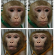 Image for article titled This Optical Illusion Fools Monkeys as Well as Humans